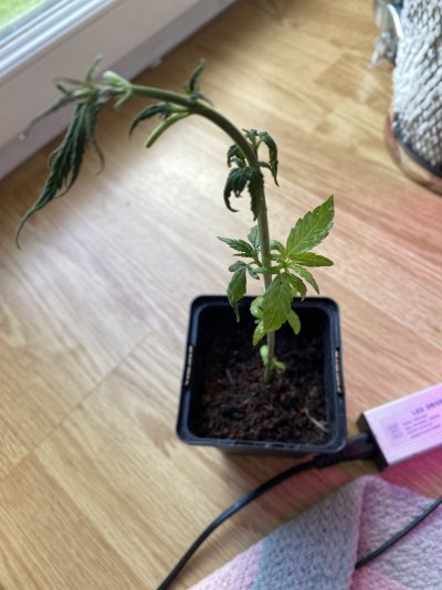 Heat stressed seedling- pruned most leaves