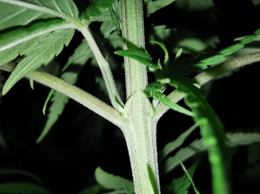 cannabis-gender-help-4.jpg