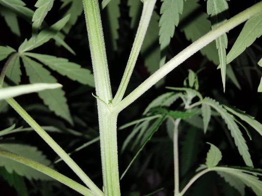 Cannabis gender help