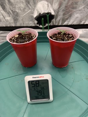 My second grow COCO