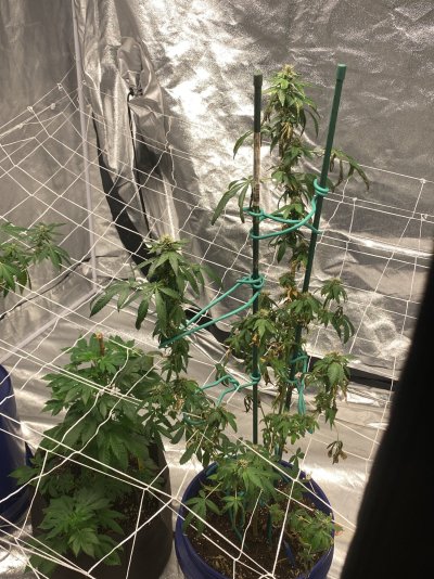 Gsc