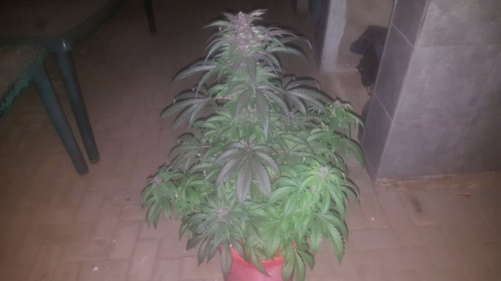 week-3-flower-of-my-plants-2.jpg