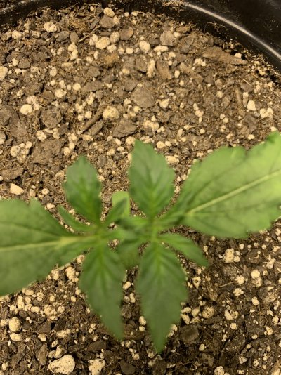 topped-at-1st-node-help-2.jpeg