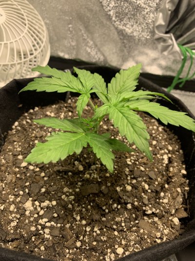 topped-at-1st-node-help-4.jpeg