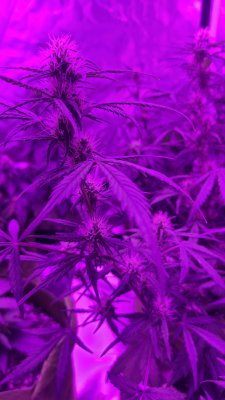 Trichomes milky but pistils are all white and hardly any buds