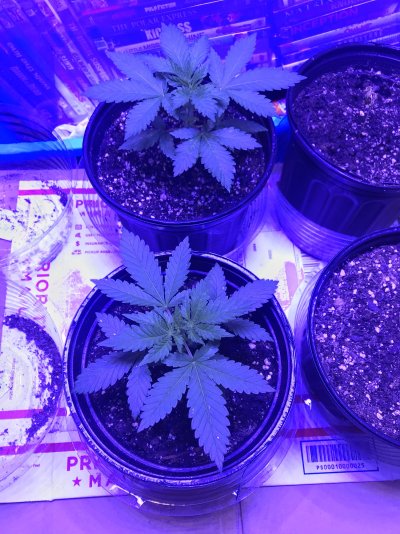 new-here-and-a-beginner-grower.jpeg