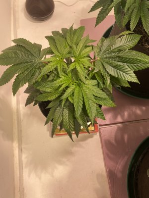 clone of sick plant.jpg
