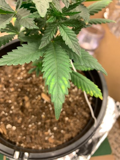 first-time-indoor-grow-9.jpeg