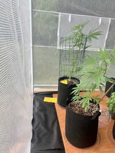 defoliationpruning-2.jpeg