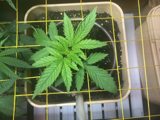 First Grow...Just a few pics to say what’s up