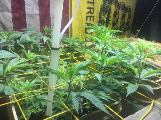 First Grow...Just a few pics to say what’s up