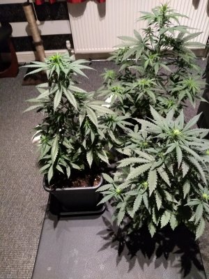 New Grower - Mistakes have been made!