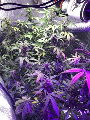 My first grow (AUTO’S COLORADO COOKIES) take a look