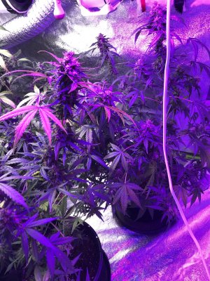 My first grow (AUTO’S COLORADO COOKIES) take a look