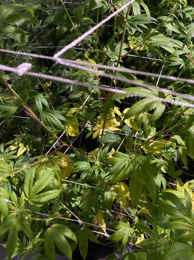 i-have-a-few-gg4s-that-have-yellow-leafs-2.jpeg