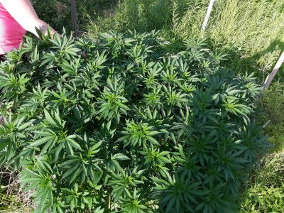 The 2020 organic grow show