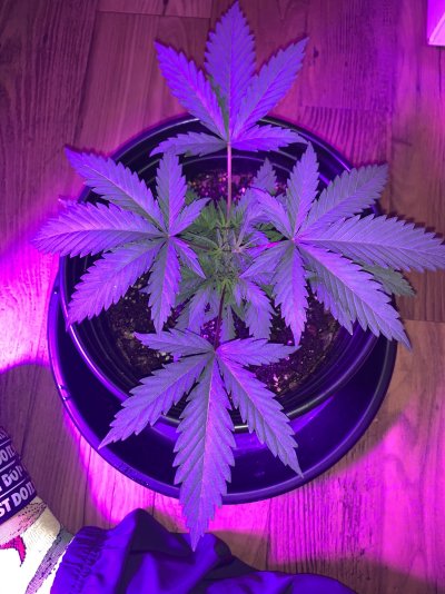 time-to-defoliate-2.jpeg