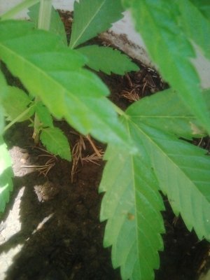 Dead leaves