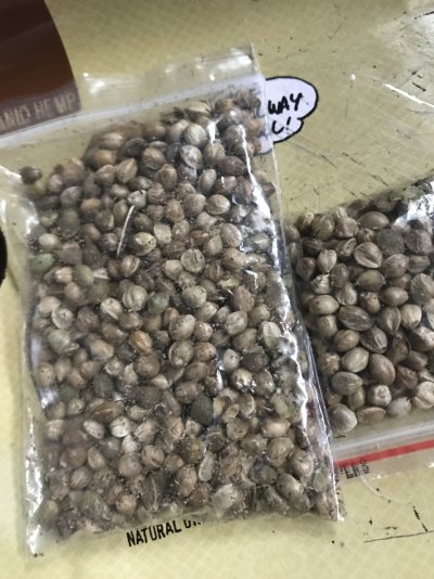 Why are these cannabis seeds so big