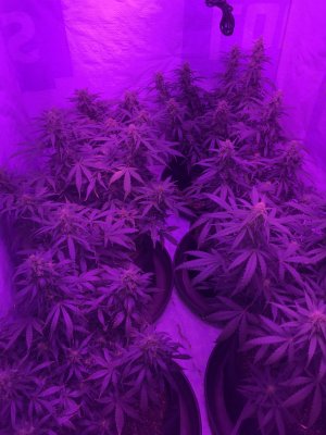 Help.. don’t know what’s happening with lower leafs