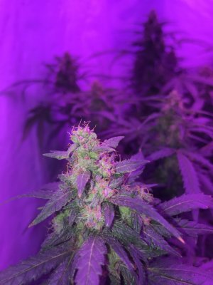 Help.. don’t know what’s happening with lower leafs