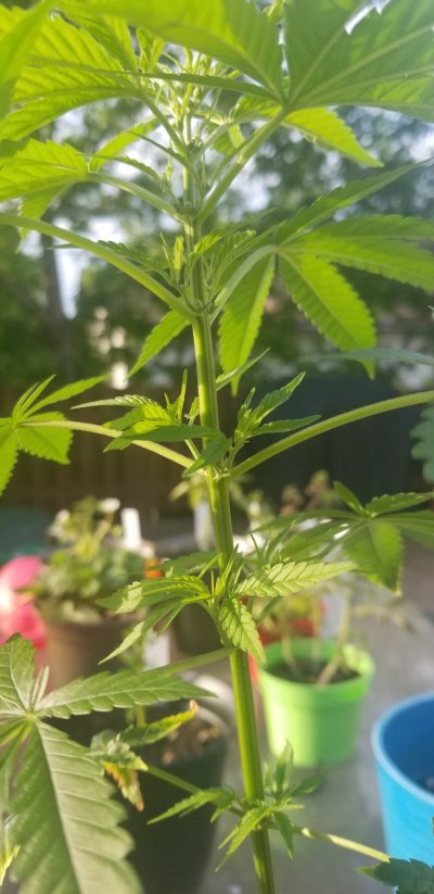 My male plant