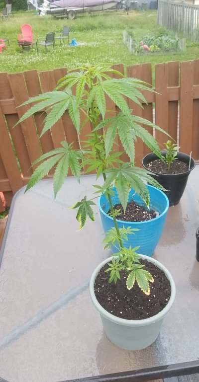 My male plant