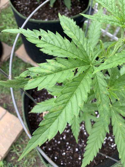 What's up with these leaves?