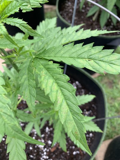 What's up with these leaves?
