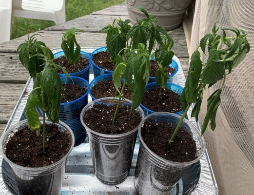 Droopy Clones