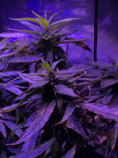 Day 52 Flower help. Revegging?