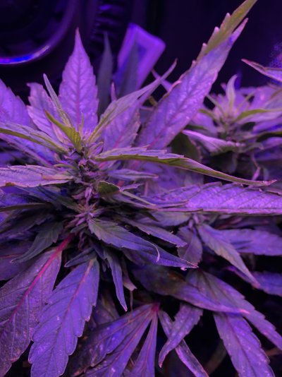 Day 52 Flower help. Revegging?