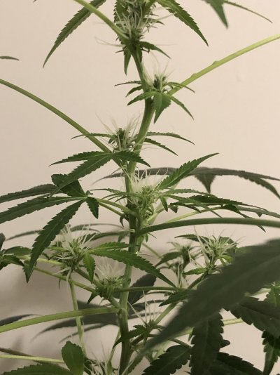 my-first-grow-3.jpeg