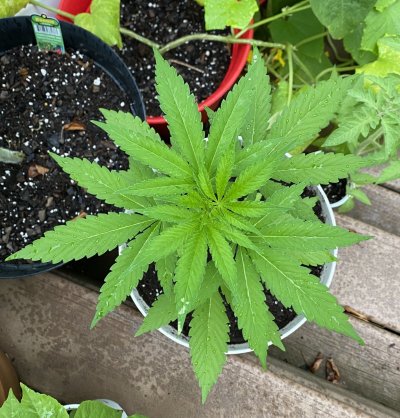first-time-grower---leaf-issues.jpeg