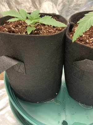 My second grow COCO
