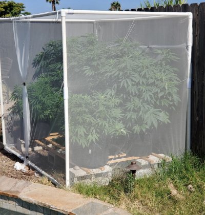 Plants outgrowing screenhouse