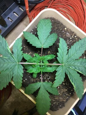 First Grow...Just a few pics to say what’s up