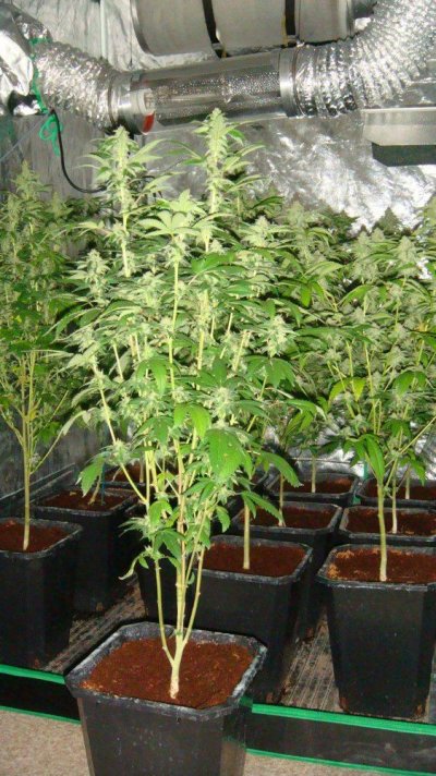 DnA Genetics Sour Diesel clone 011.JPG