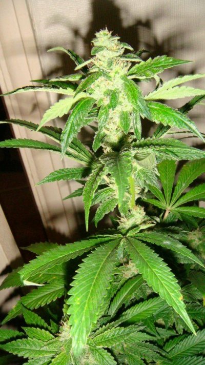 DnA Genetics Sour Diesel clone 016.JPG