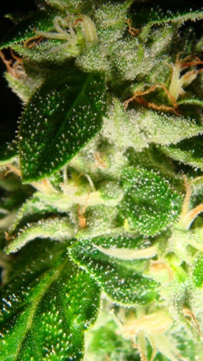 DnA Genetics Sour Diesel clone 020.JPG