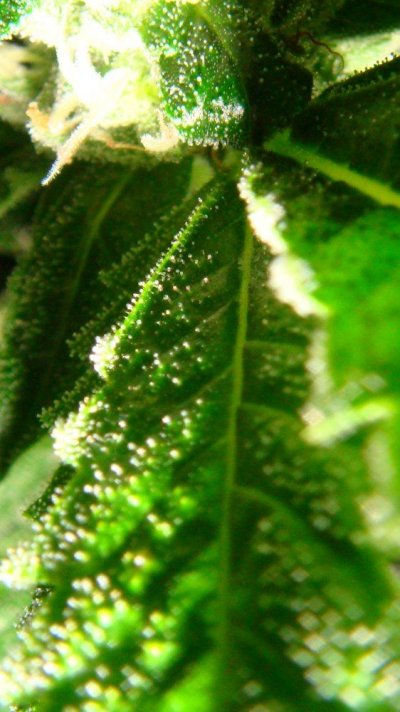 DnA Genetics Sour Diesel clone 022.JPG