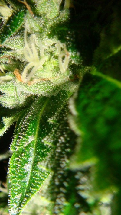 DnA Genetics Sour Diesel clone 027.JPG
