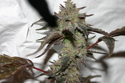 og bx1 1.jpg