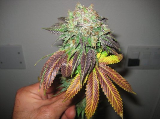 purple-bubba-og-kush.jpg
