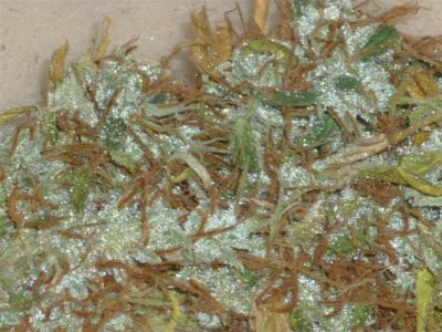Sweet Skunk closest.jpg