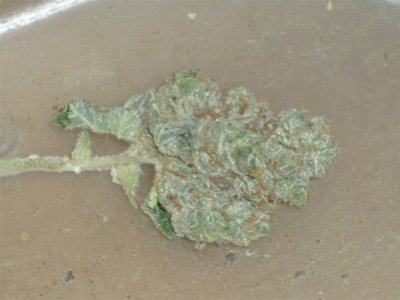 Blueberry Bubblegum (1) (Large).jpg