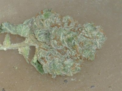 Blueberry Bubblegum (2) (Large).jpg