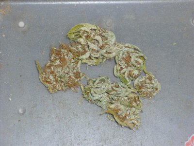 Congolese (Large).jpg