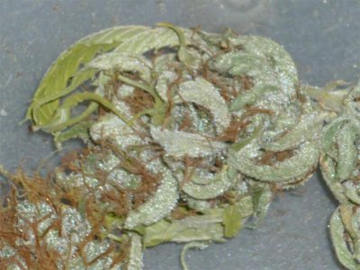 Congolese closest (Large).jpg