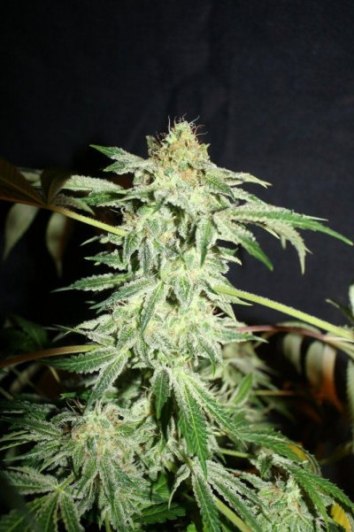 dr atomic norther lights-swtchb420-